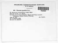 Puccinia graminis image
